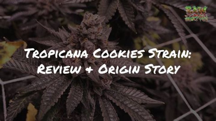 How to Maximize Your High With Tropicana Cookies Cannabis Strain