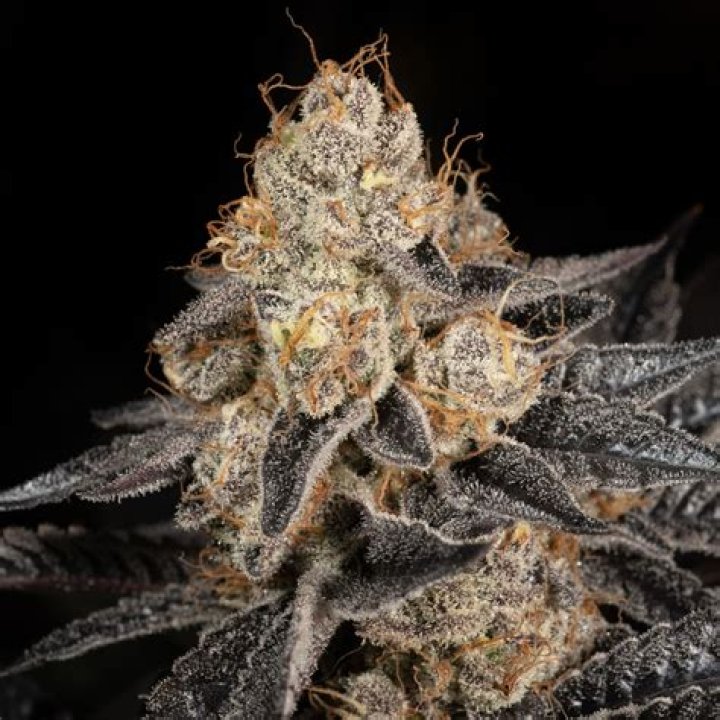 THC and CBD Content of the Tropicana Cookies Cannabis Strain