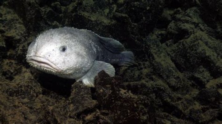 Unveiling The Curious Diet Of The Enigmatic Blobfish